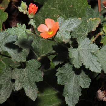 Sphaeralcea ambigua, Desert Globemallow